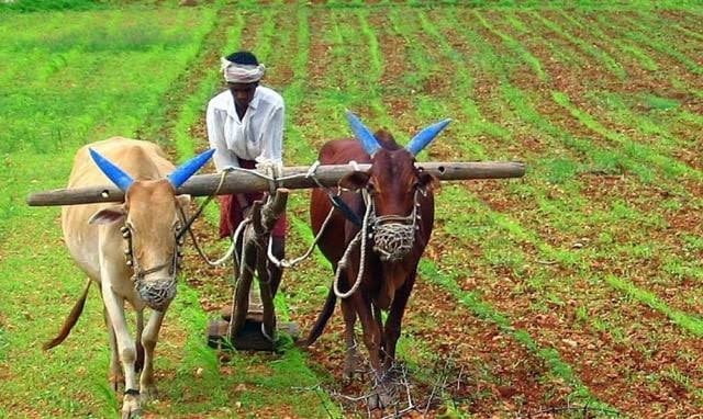 Maharashtra Farmer Receives Rs 6 Compensation for Flood-Damaged Crops