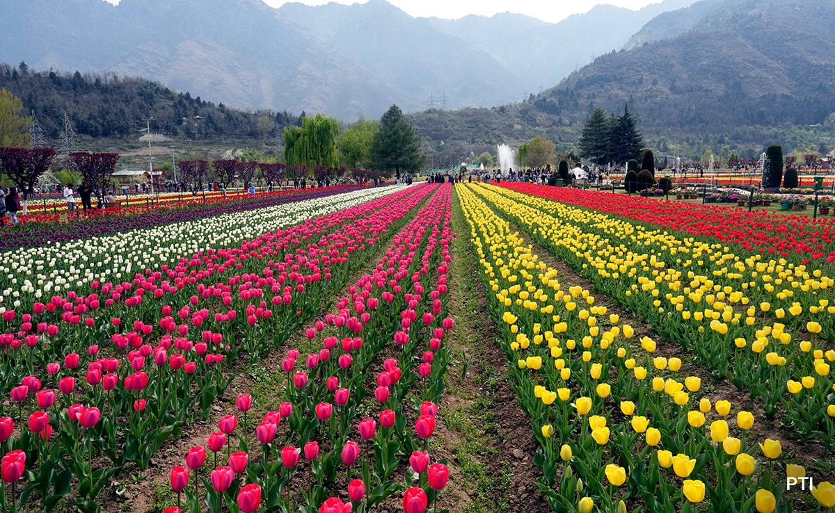 J&K Govt Earns Over Rs 14 Cr in Revenue from Tulip Garden in Just One Year