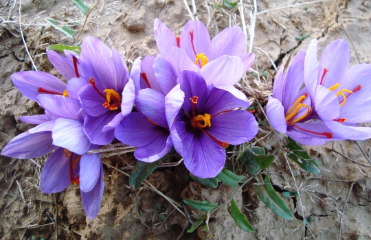 Kashmir’s Saffron Industry Struggles Amid Declining Production; Govt Reveals Details
