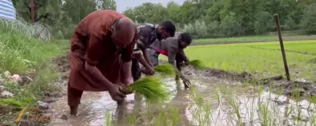 Turning Over a New Leaf: Shopian Grower Switches from Apples to Paddy