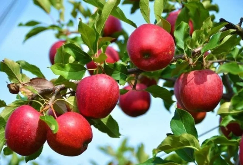 Accused Booked Of Defrauding Numerous People Under False Promise Of Providing High Density Apple Plants: Crime Branch Kashmir