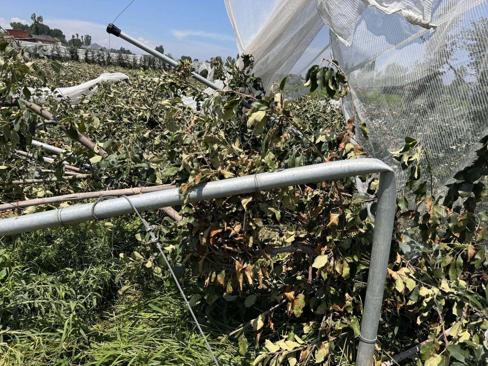 Experts Warn Poor-Quality Trellis Systems Could Cripple Horticulture Sector