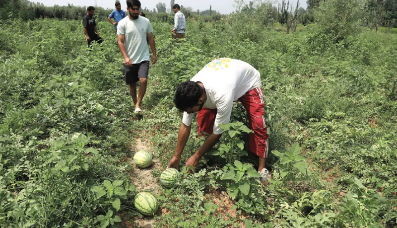 From Boom to Breakdown: Ganderbal’s Melon Fields in Distress