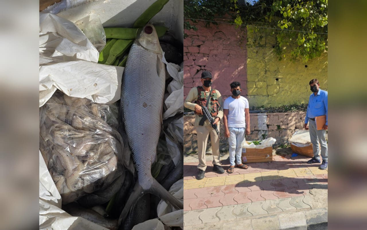 100 Kg Rotten Fish Seized at Srinagar Airport; Seller Arrested in Budgam