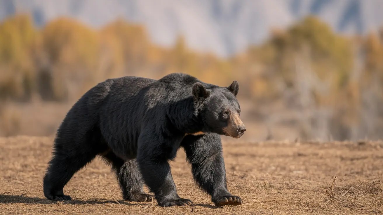 Bear Mauls Mother-Son Duo in South Kashmir
