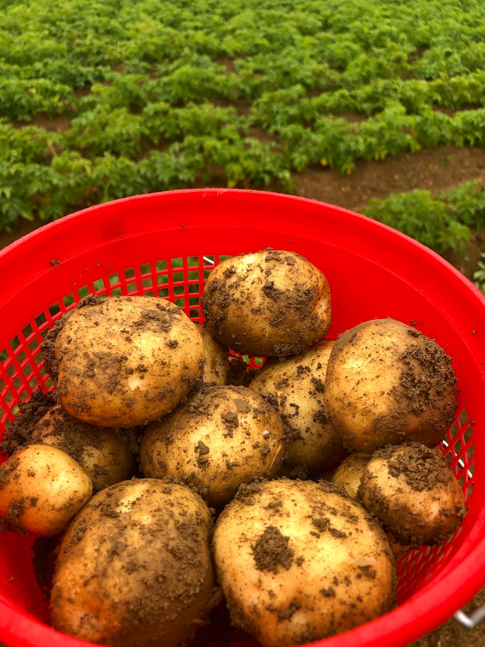freshly harvested potatoes in red basket