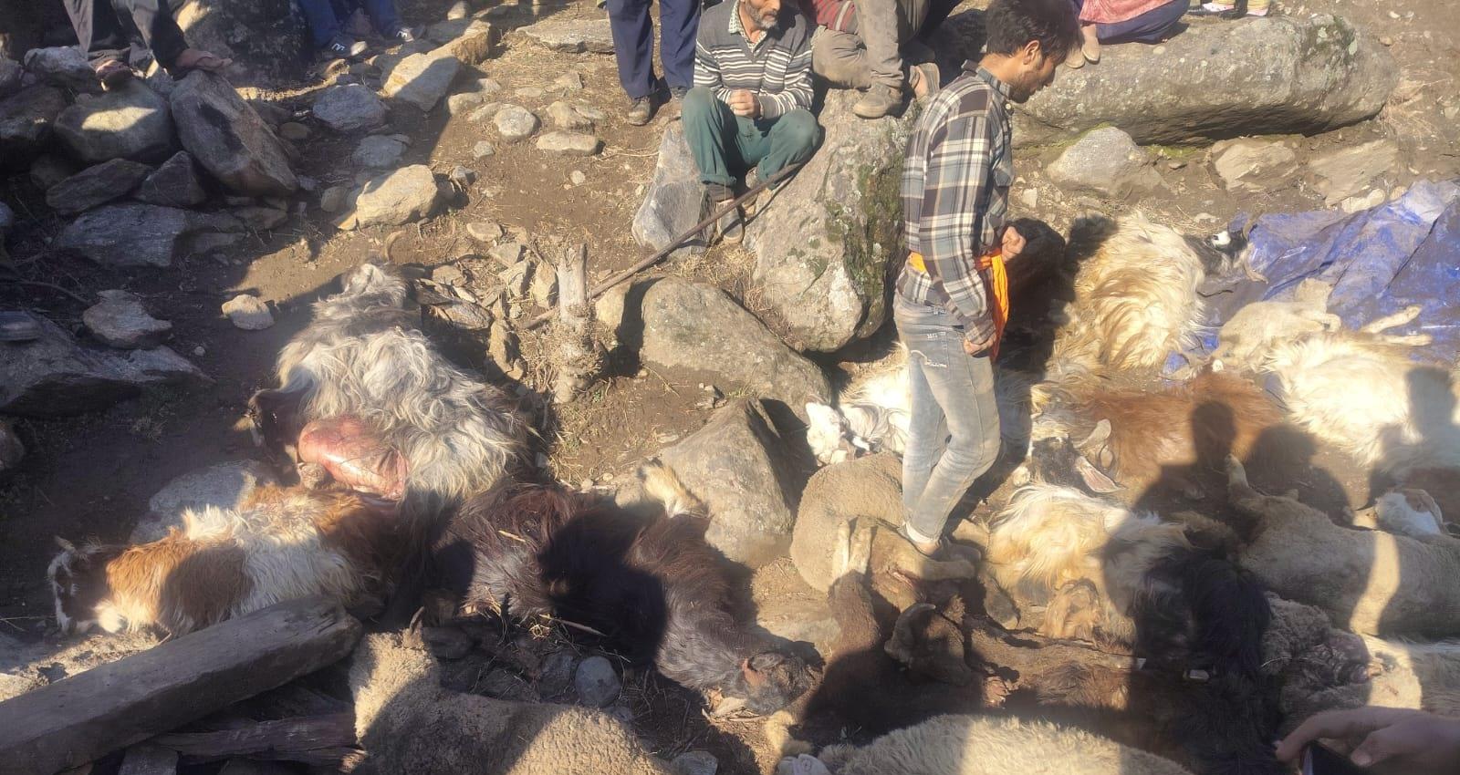 Landslide Kills Dozens of Livestock in Jammu Kashmir