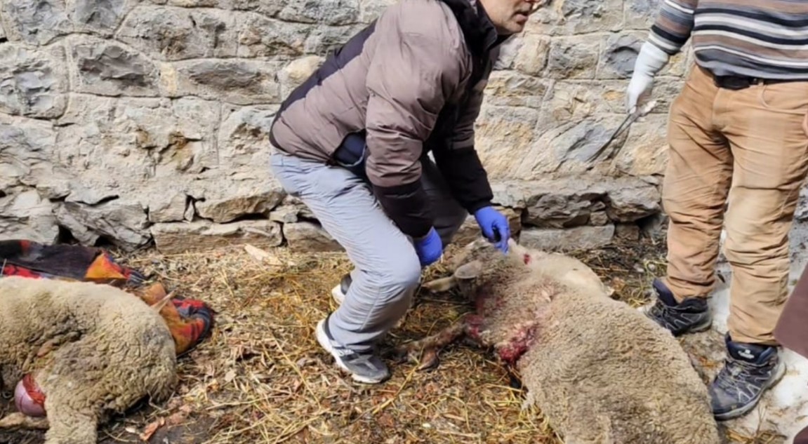 Kashmir: Leopard Kills Five Sheep, Six Injured