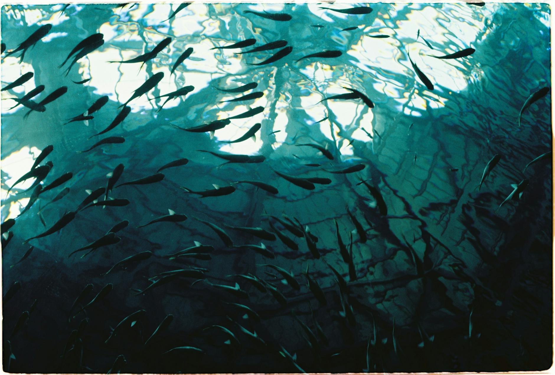 underwater view of a school of fish swimming in a pond