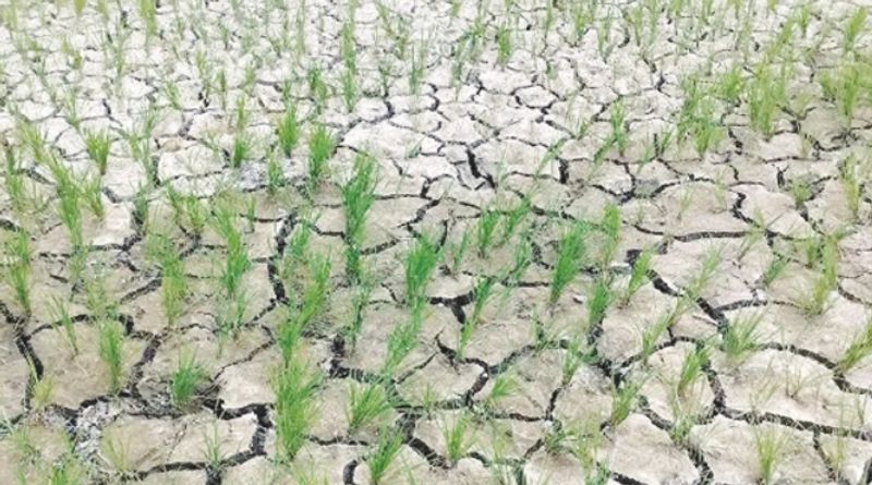 SKUAST-K Issues Advisory as Dry Spell Persists Across Kashmir