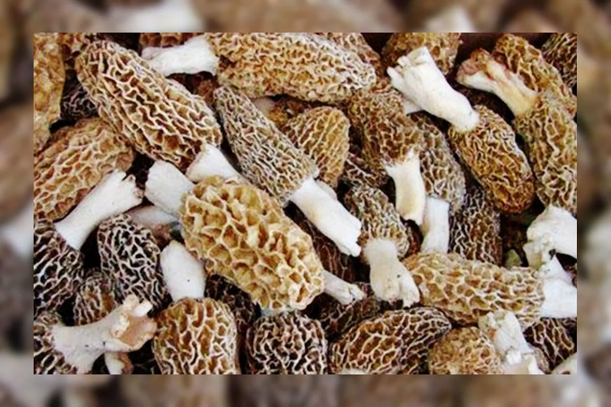 Kashmir Scientists Crack Cultivation of High-Value Morel Mushroom Under Controlled Conditions