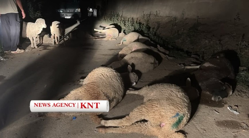 Twenty Sheep Die Under Suspected Toxic Conditions in South Kashmir, Shepherd Suffers Heavy Loss